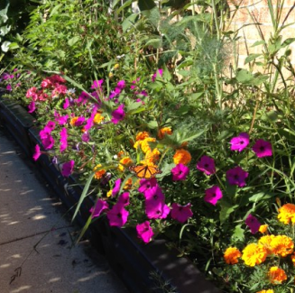 A flower bed with purple and yellow flowers.